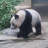 【上野動物園】パンダのシャンシャンを見に行きました【写真】