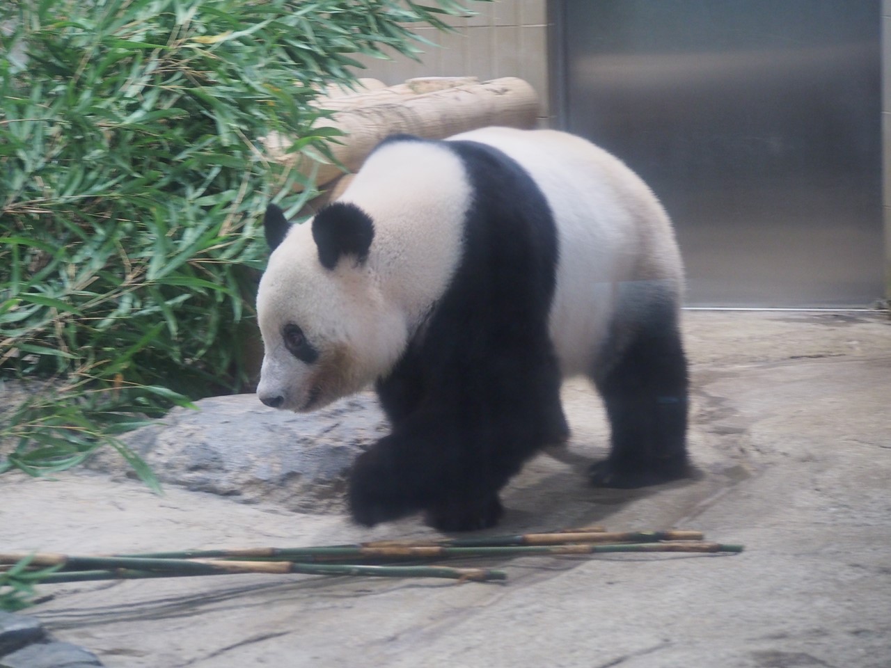 【上野動物園】パンダのシャンシャンを見に行きました【写真】