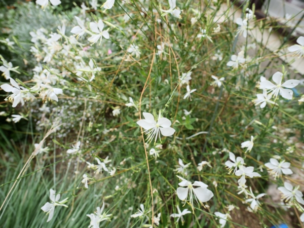 Thumbnail of post image 054