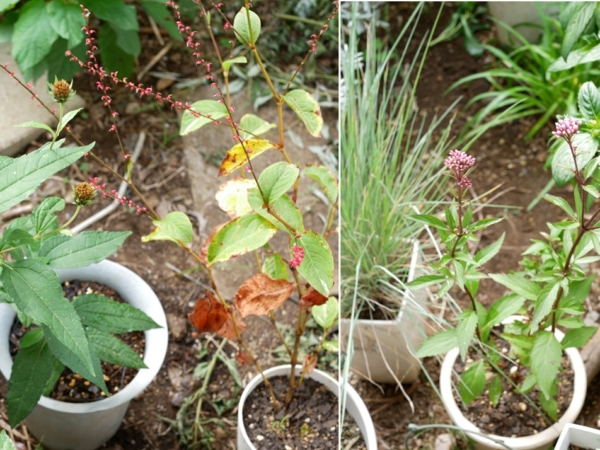 Thumbnail of post image 140