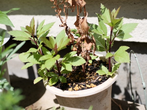 Thumbnail of post image 169