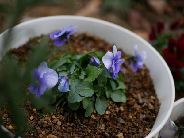 Thumbnail of post image 048