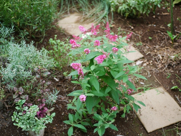 Thumbnail of post image 075