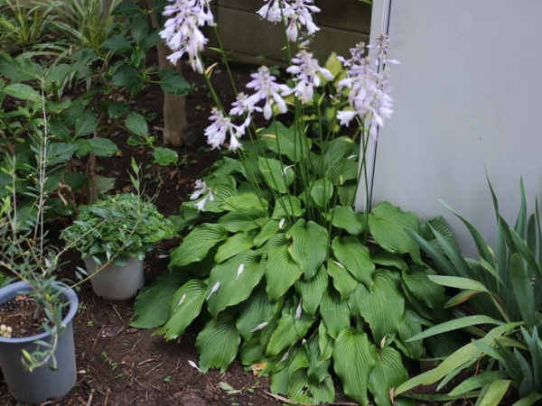 Thumbnail of post image 080
