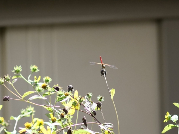 Thumbnail of post image 136